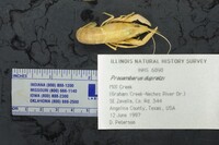 Image of Procambarus acutus